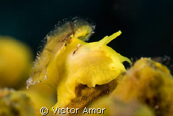 My little yellow friend by Victor Amor 